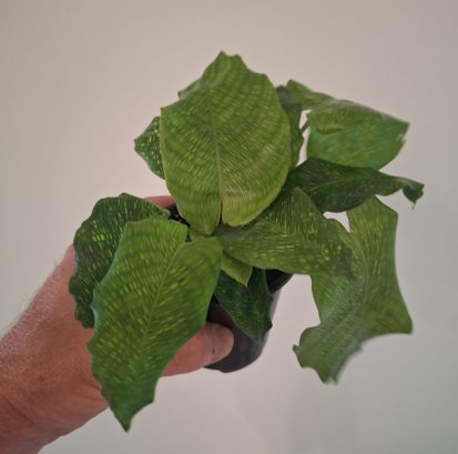 Calathea musaica - Mosaic Prayer Plant 20260802_160229