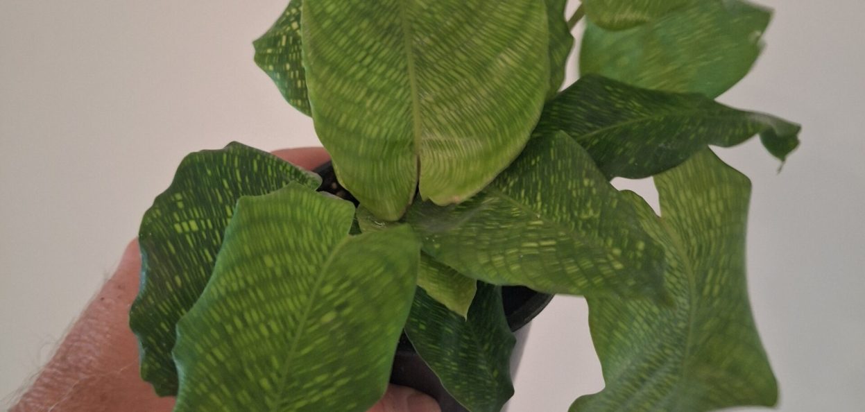 Calathea musaica - Mosaic Prayer Plant 20260802_160229