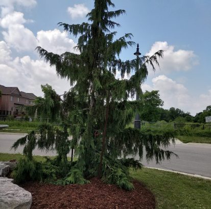 Callitropsis nootkatensis 'Pendula'