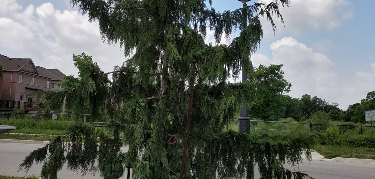 Callitropsis nootkatensis 'Pendula'