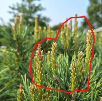 These are the candles on the Dwarf Scots Pine.