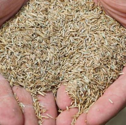 Use the best quality grass seed possible. At the end of the project, the seed is probably the lowest overall cost and can influence the outcome the most. Buy from a reputable dealer and avoid getting "suckered" in by marketing.