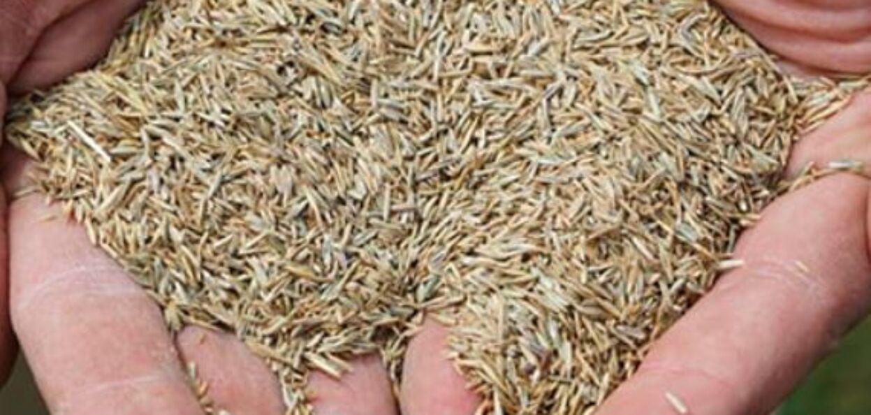 Use the best quality grass seed possible. At the end of the project, the seed is probably the lowest overall cost and can influence the outcome the most. Buy from a reputable dealer and avoid getting "suckered" in by marketing.