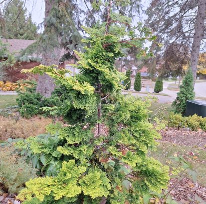 Chamaecyparis obtusa CV 20241101_094924