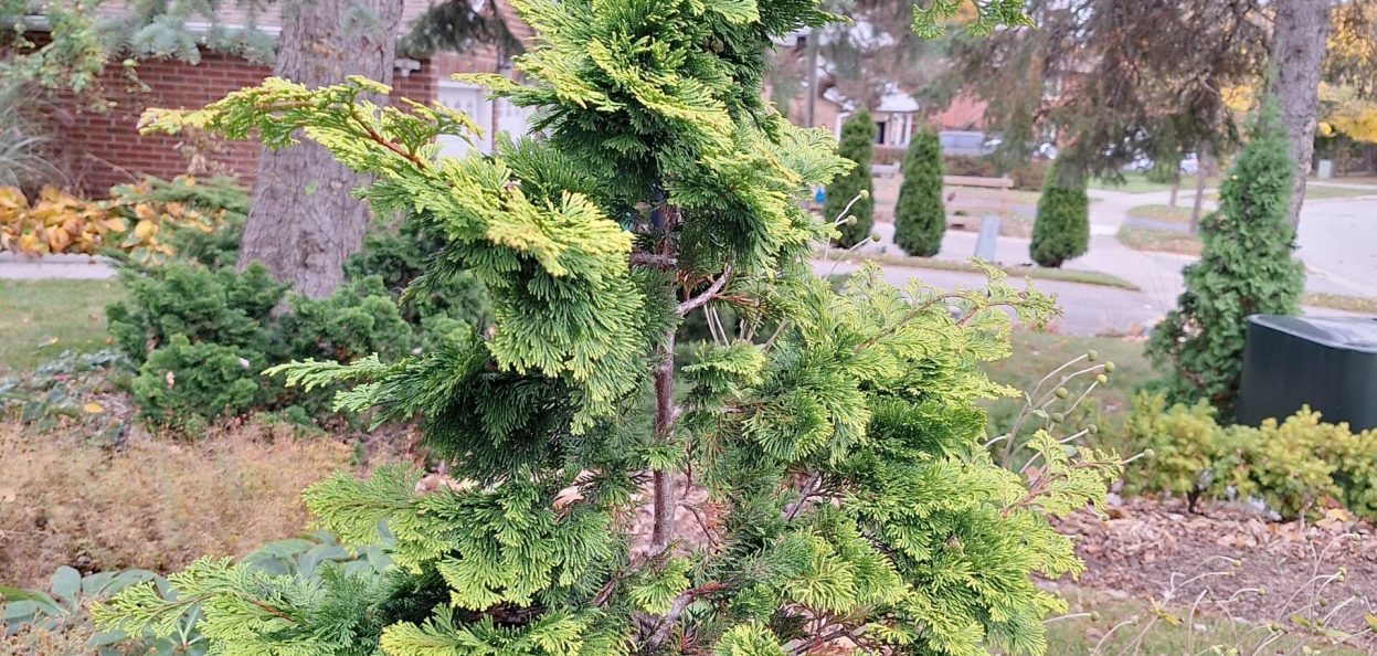 Chamaecyparis obtusa CV 20241101_094924