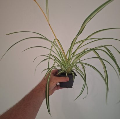 Chlorophytum comosum Spider Plant 20260802_160046