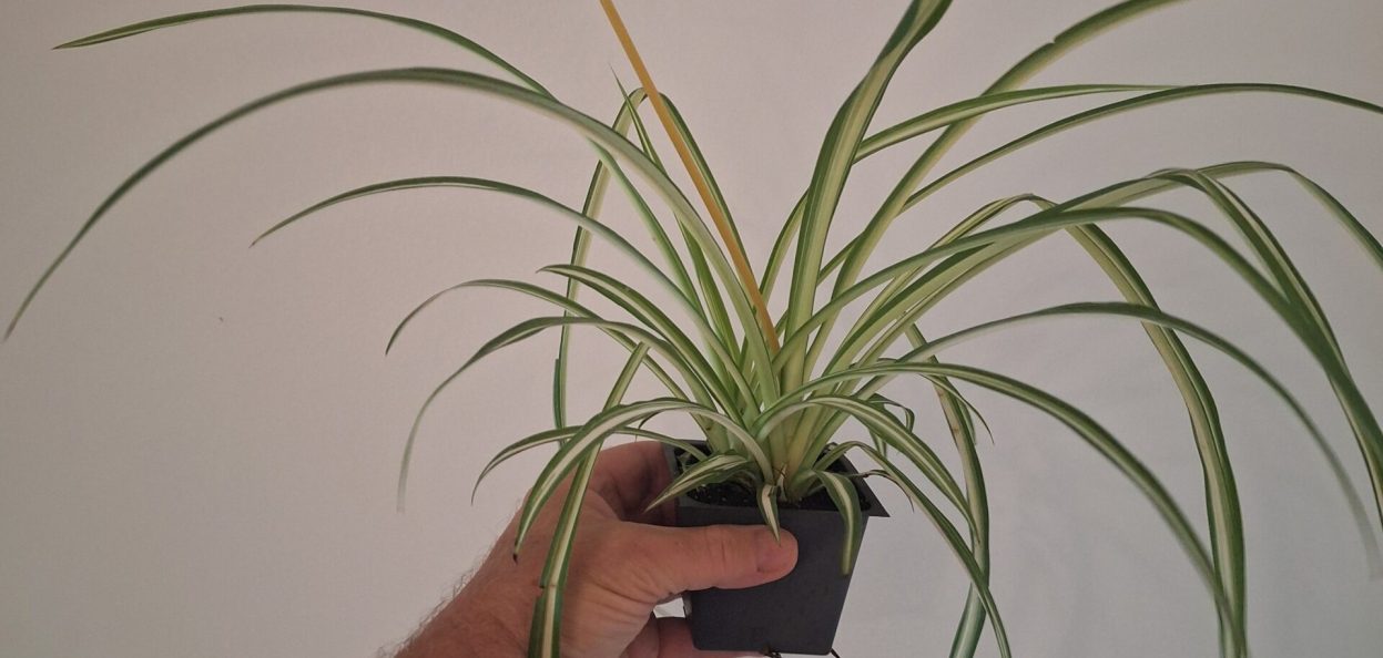 Chlorophytum comosum Spider Plant 20260802_160046