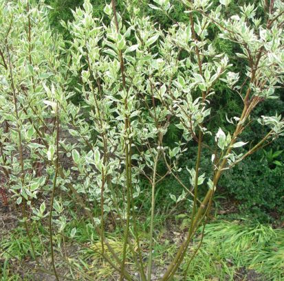 Cornus alba 'Elegantissima' - Silver Leaf Dogwood