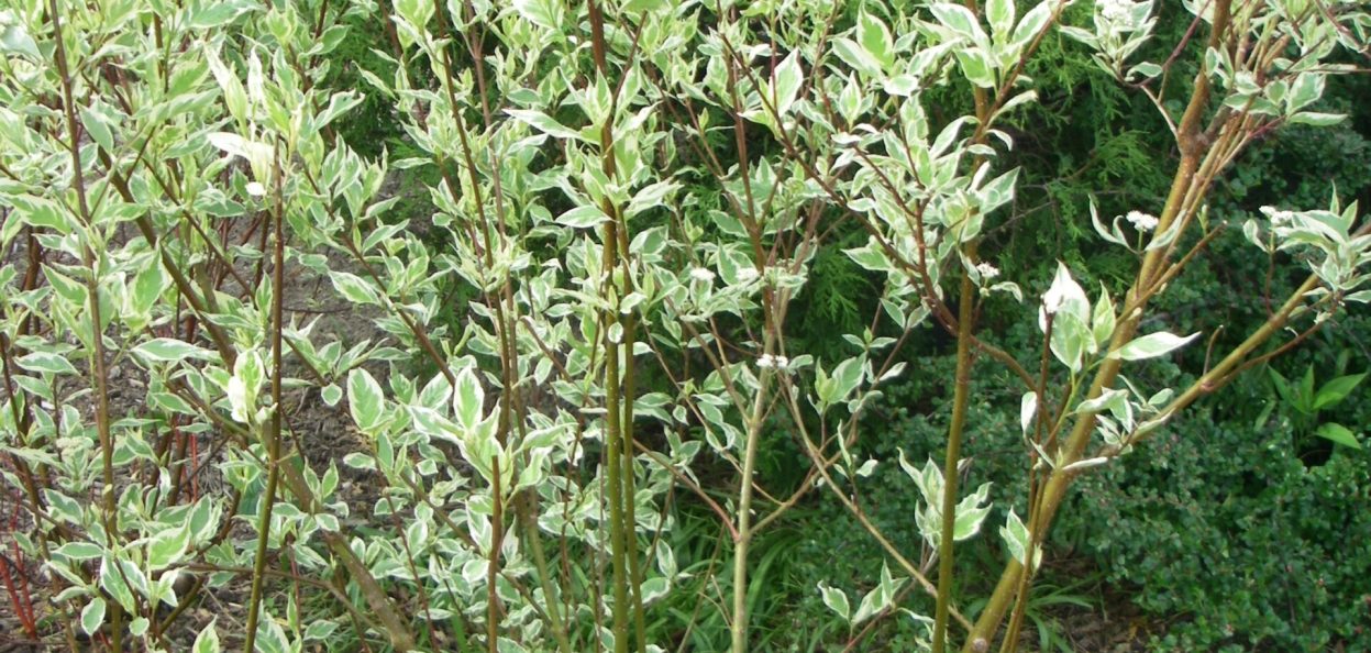 Cornus alba 'Elegantissima' - Silver Leaf Dogwood