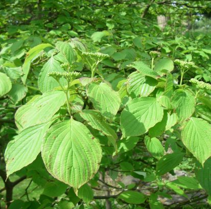 Cornus alternifolia 3