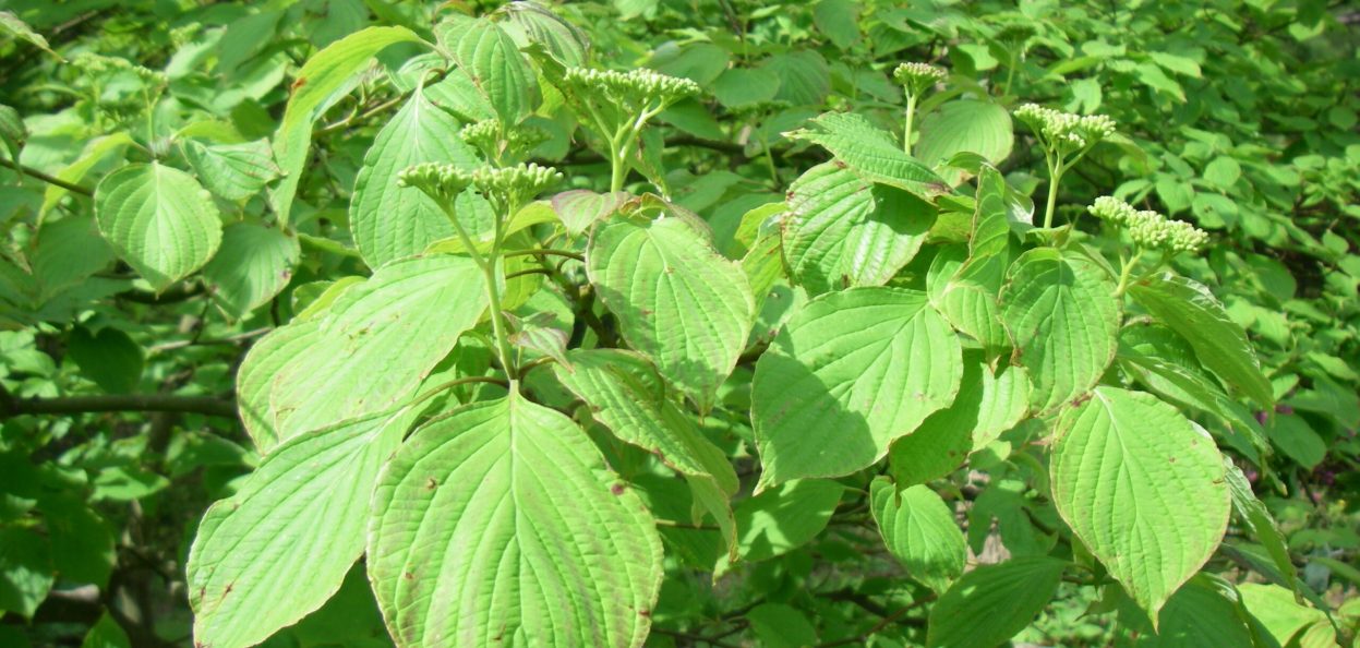 Cornus alternifolia 3
