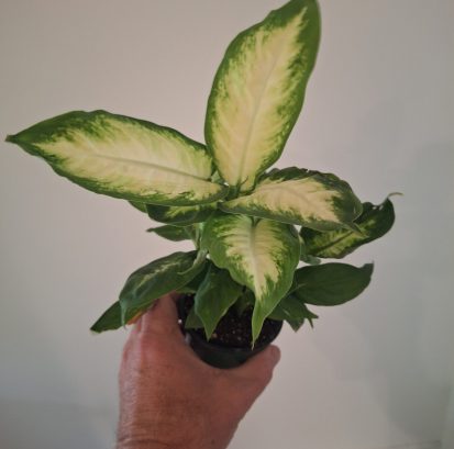 Dieffenbachia Camille 20260802_160142