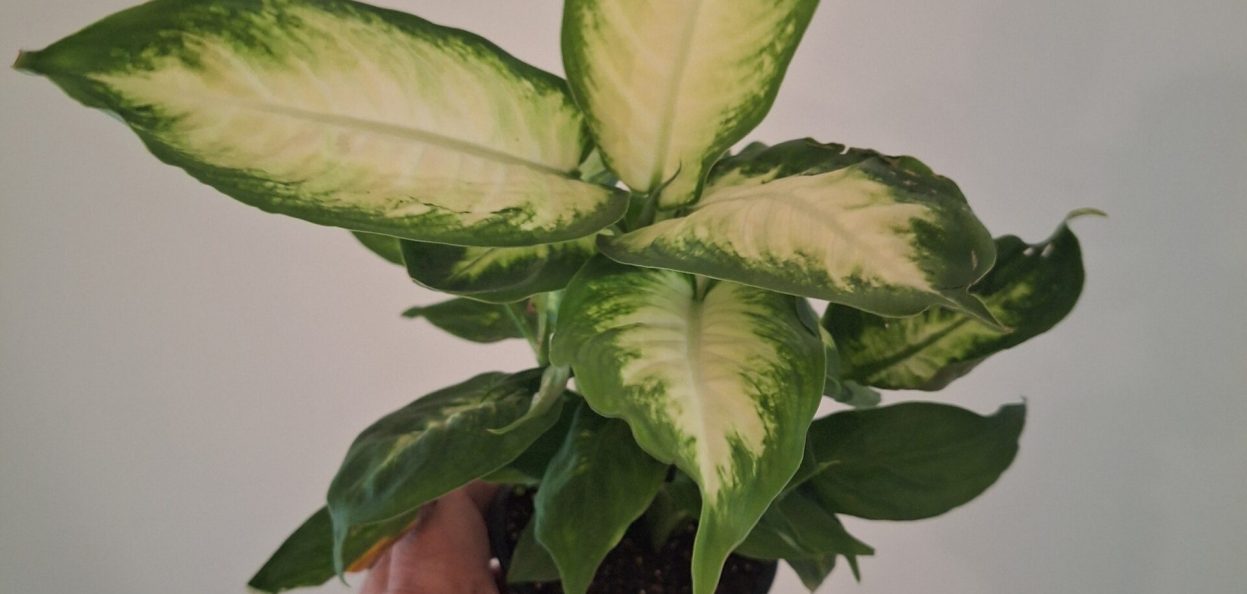 Dieffenbachia Camille 20260802_160142