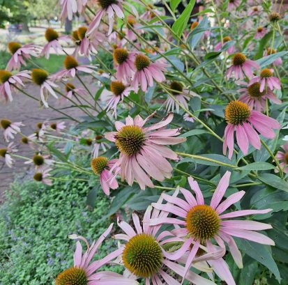 Echinacea purpurea 20240813_093555