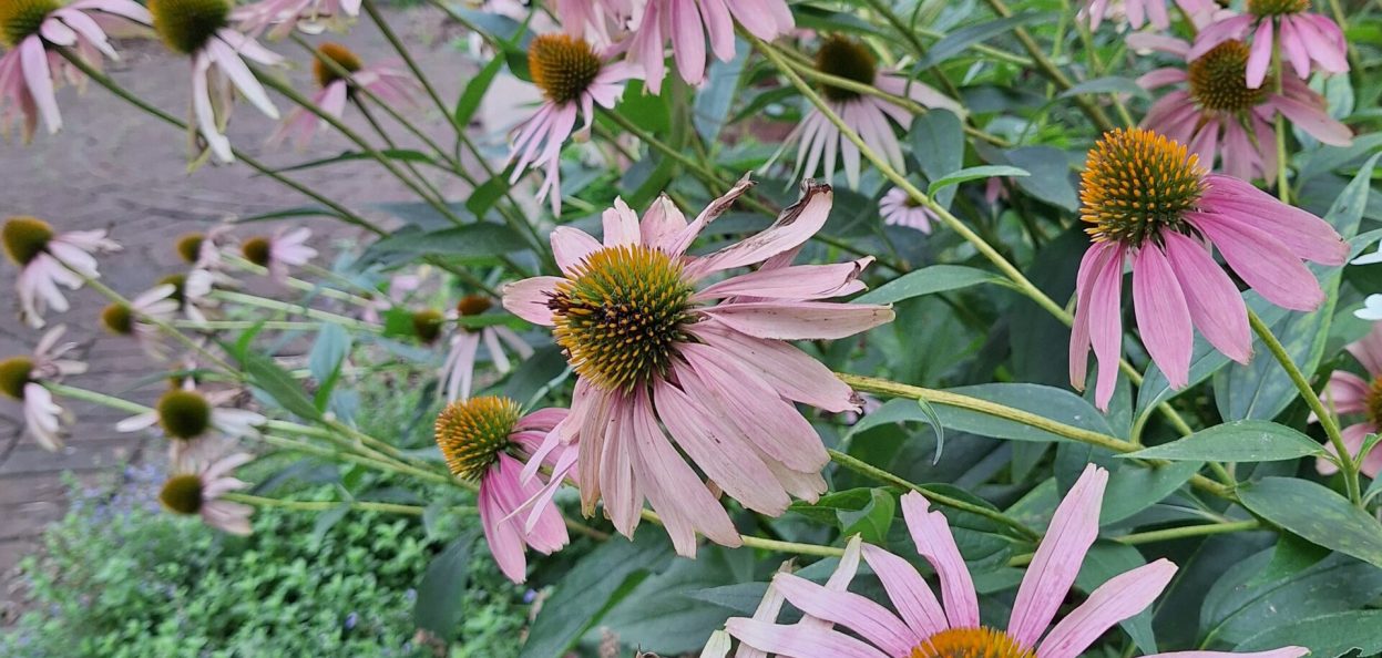 Echinacea purpurea 20240813_093555