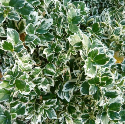 Euonymus fortunei `Emerald Gaiety`