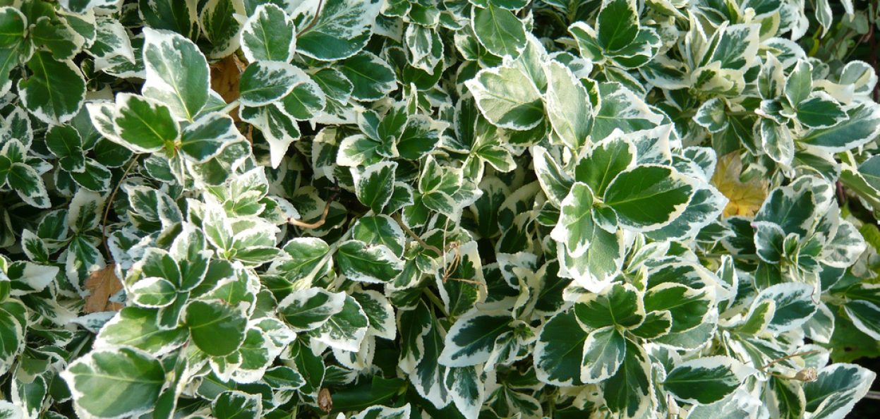 Euonymus fortunei `Emerald Gaiety`