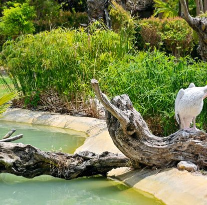 Garden Water Features