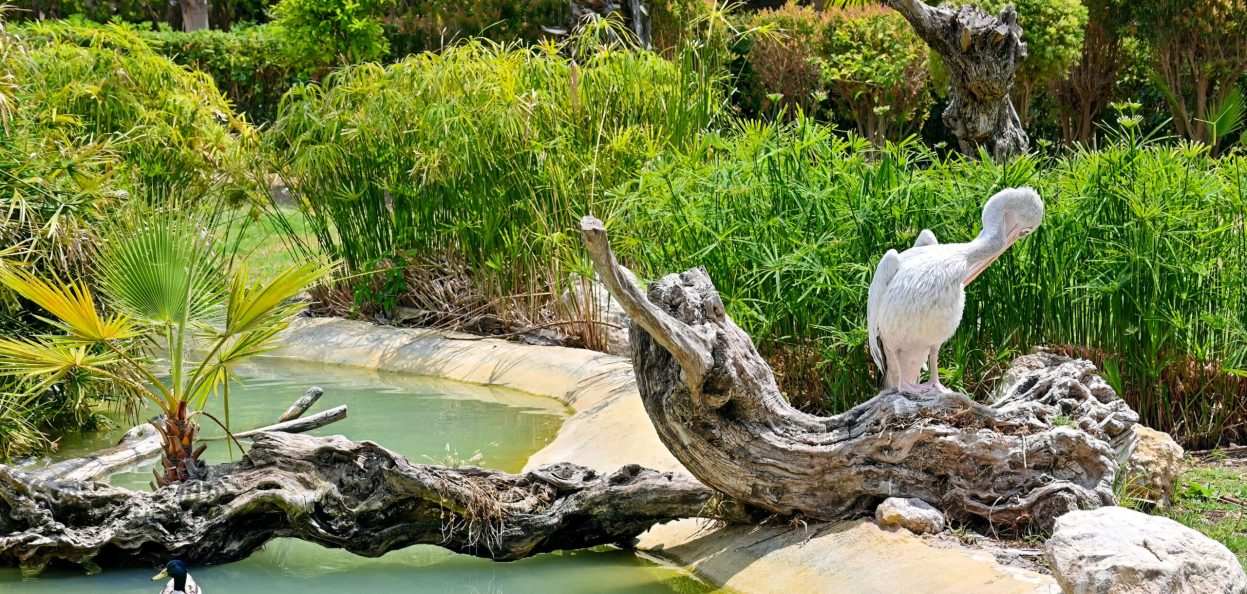 Garden Water Features