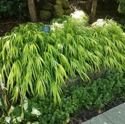 Hakonechloa macra 'Aureola' IMG_20190914_125817