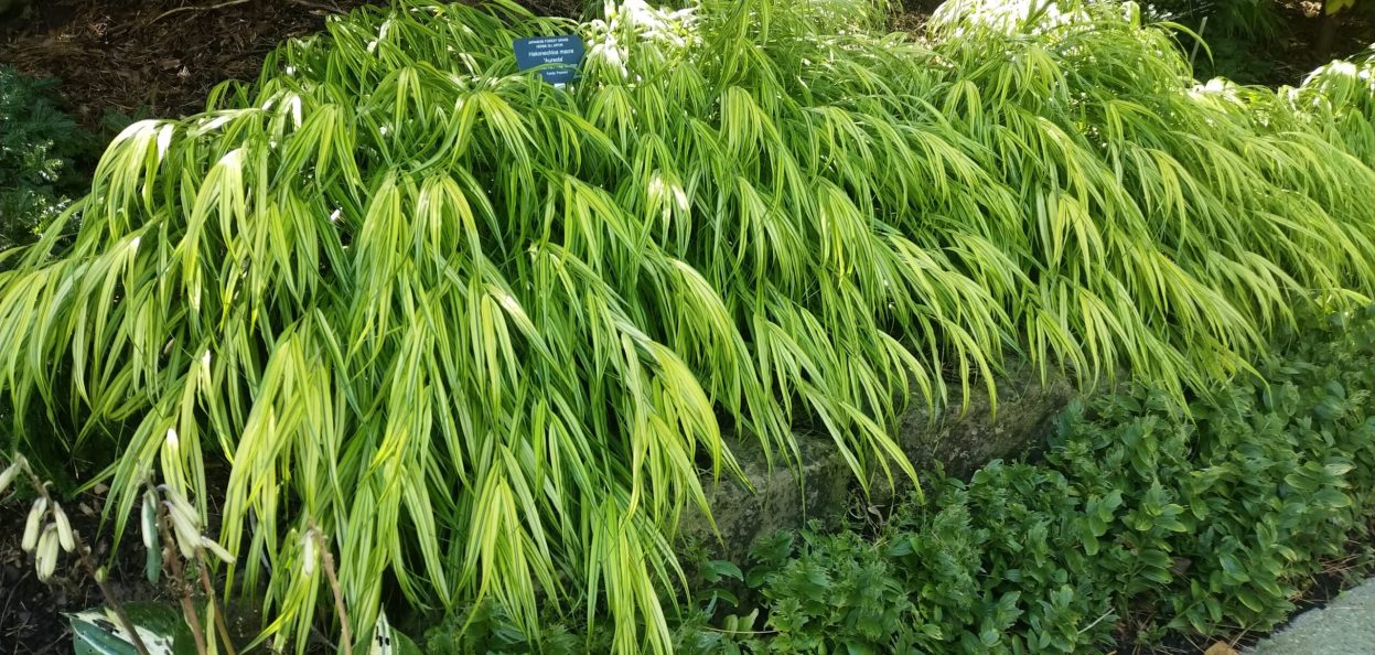 Hakonechloa macra 'Aureola' IMG_20190914_125817