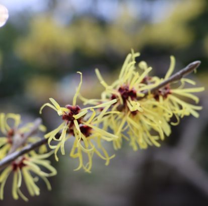 Hamamelis at The Niagara Parks Commission School of Horticulture.