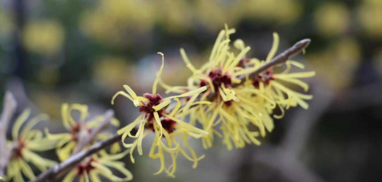 Hamamelis at The Niagara Parks Commission School of Horticulture.