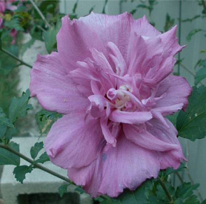 Hibiscus syriacus