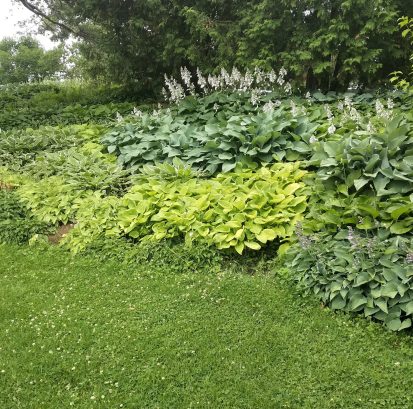 This is one of the hosta beds at the Central Experimental Farm in Ottawa. There are some very interesting plant collections here.