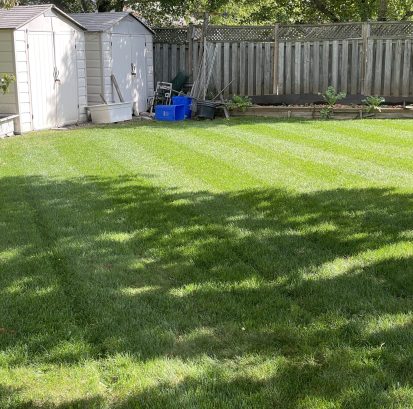 A beautiful lawn with not being aerated.