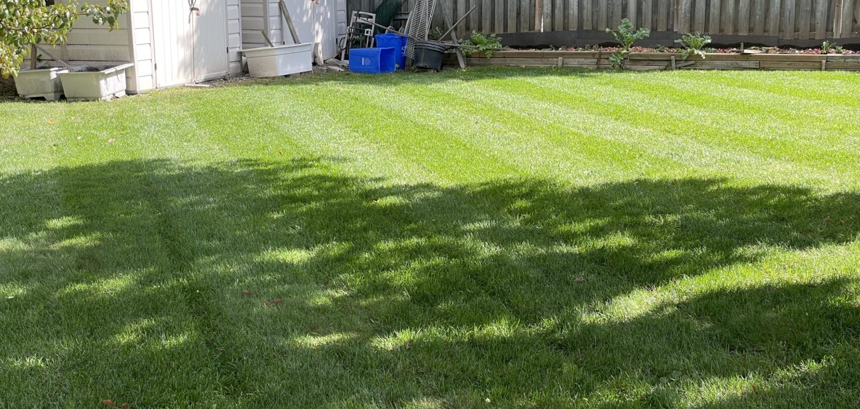 A beautiful lawn with not being aerated.