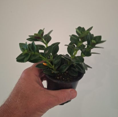 Nematanthus gregarius Goldfish Plant 20260802_155833