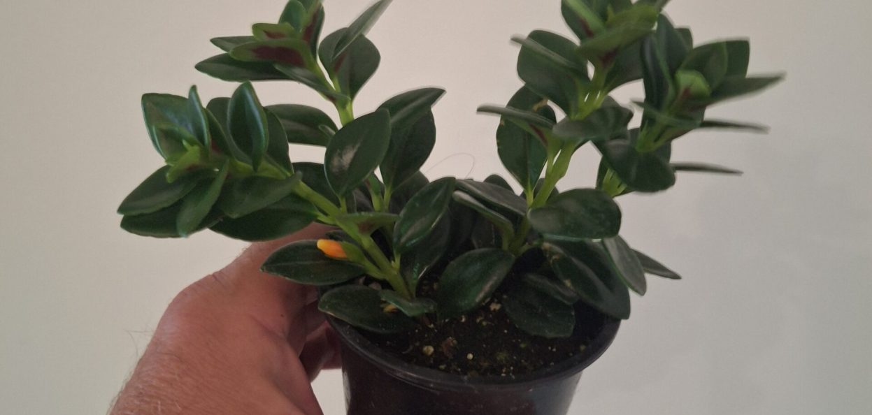 Nematanthus gregarius Goldfish Plant 20260802_155833