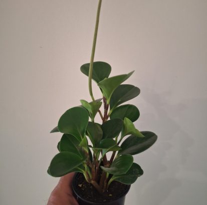 Peperomia obtusifolia Baby Rubber Plant 20260802_155907