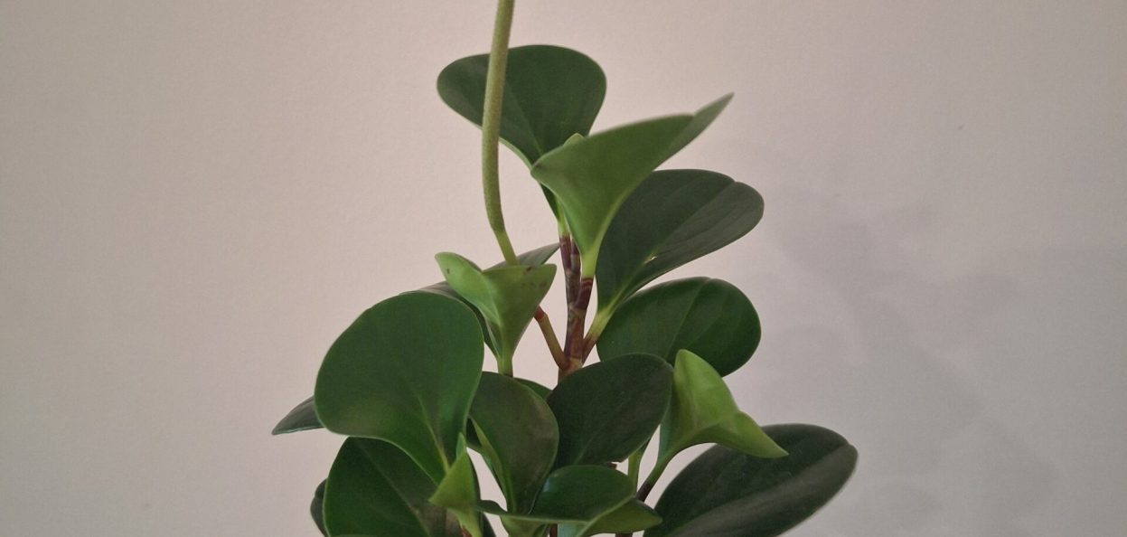 Peperomia obtusifolia Baby Rubber Plant 20260802_155907
