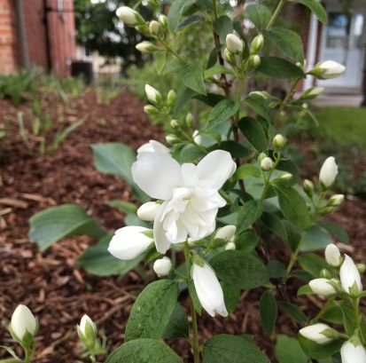 Philadelphus dwarf cultivar IMG_20200611_123345