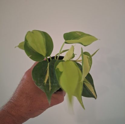 Philodendron Brasil 20260802_160209