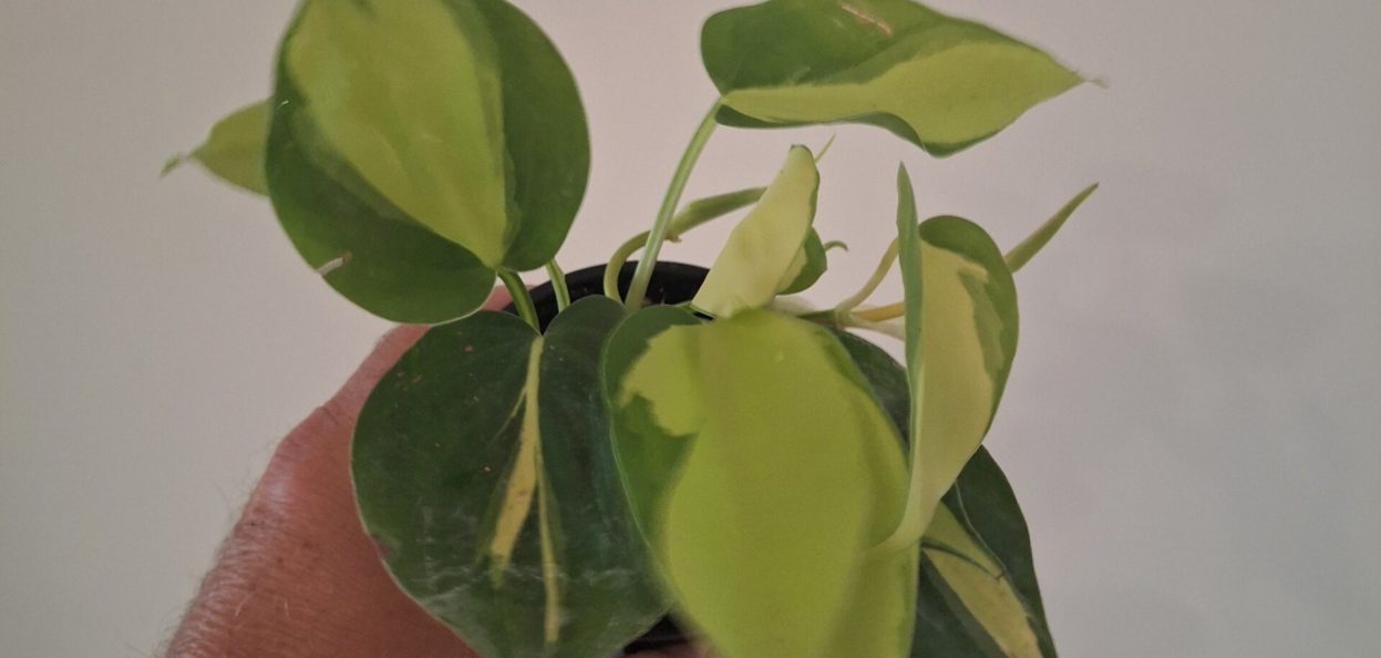 Philodendron Brasil 20260802_160209