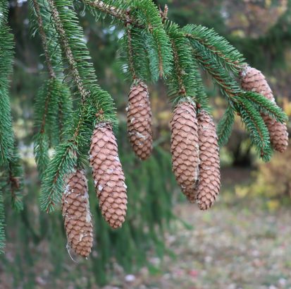 Picea abies IMG_6082