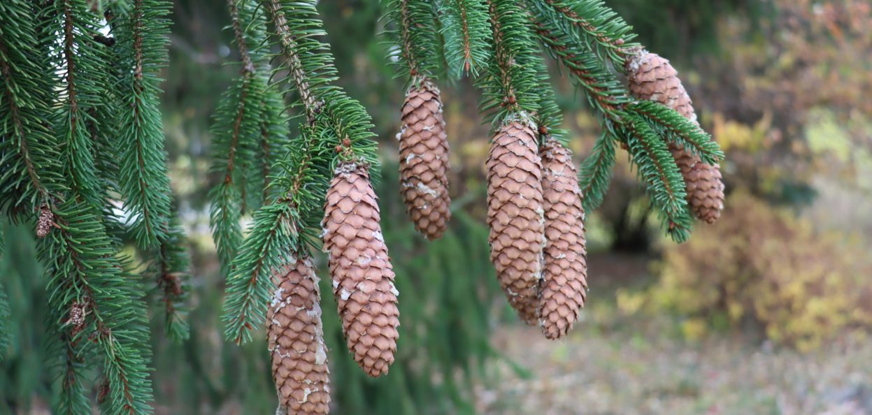 Picea abies IMG_6082