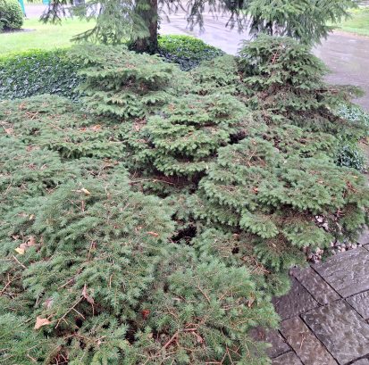 An OLD nest spruce in Mississauga