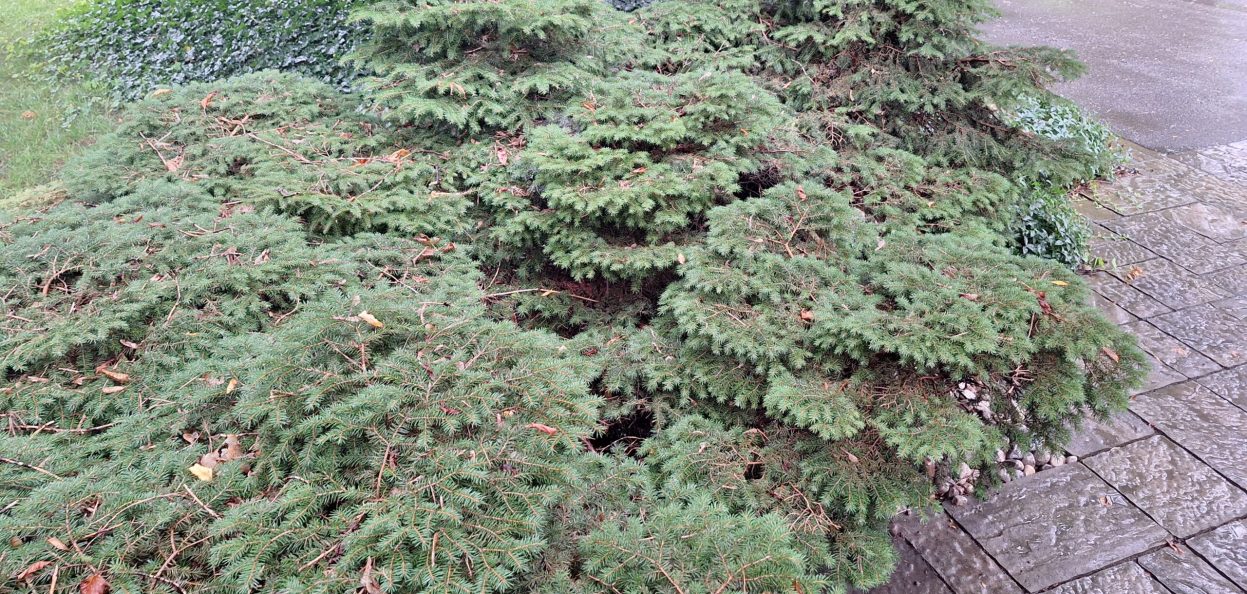 An OLD nest spruce in Mississauga
