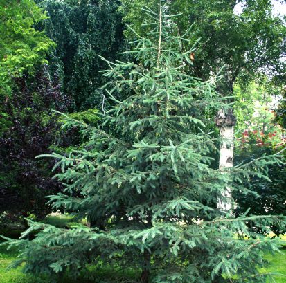 Picea glauca