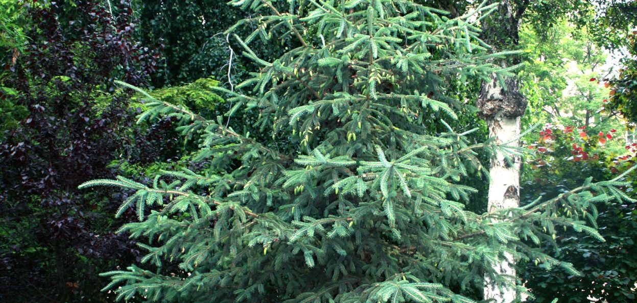 Picea glauca