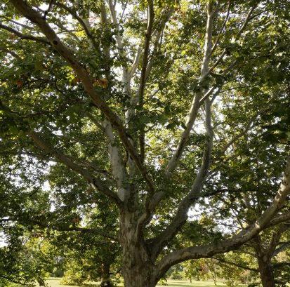 Your tree doesn't have to be a stately as this beautiful Plantanus x acerifolia - London Plane Tree - to have impact. Urban trees are very important.