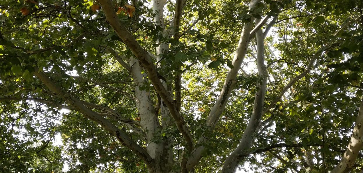 Your tree doesn't have to be a stately as this beautiful Plantanus x acerifolia - London Plane Tree - to have impact. Urban trees are very important.