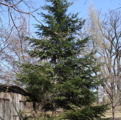 Pseudotsuga menziesii