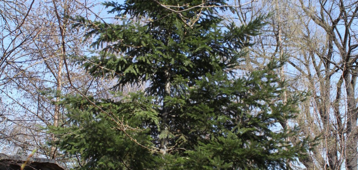 Pseudotsuga menziesii