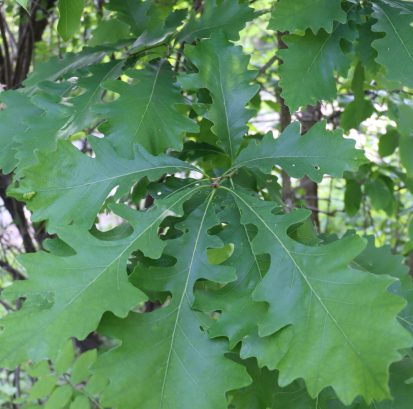Quercus macrocarpa - Bur Oak.