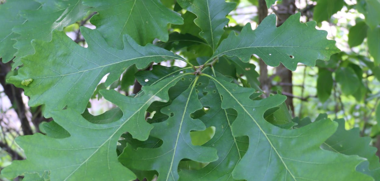 Quercus macrocarpa - Bur Oak.